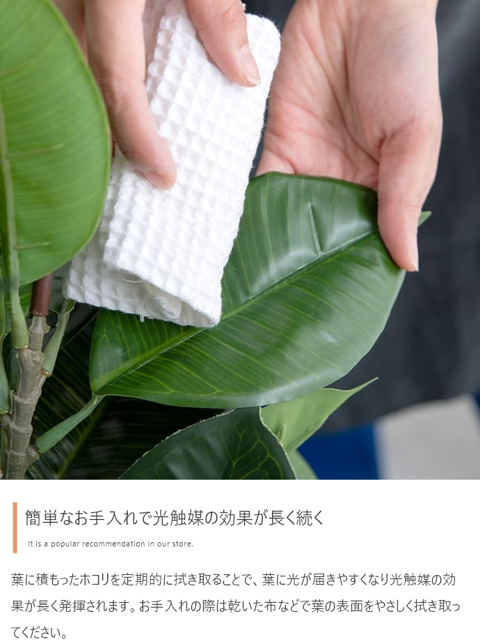 光触媒人工観葉植物 ゴムの木 高さ95cm - 【公式】allecore(アレコレ) 家具インテリア・生活雑貨のオンライン通販