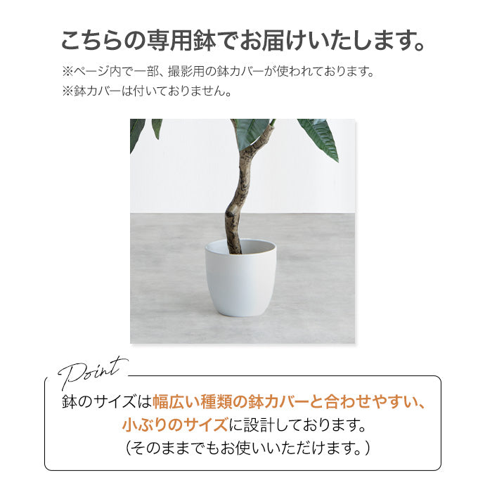 光触媒人工観葉植物 ユーカリ 高さ85cm - 【公式】allecore(アレコレ) 家具インテリア・生活雑貨のオンライン通販