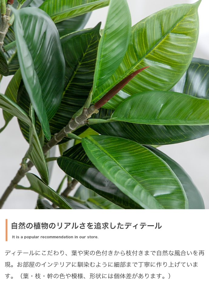 光触媒人工観葉植物 オリーブ 高さ150cm - 【公式】allecore(アレコレ) 家具インテリア・生活雑貨のオンライン通販