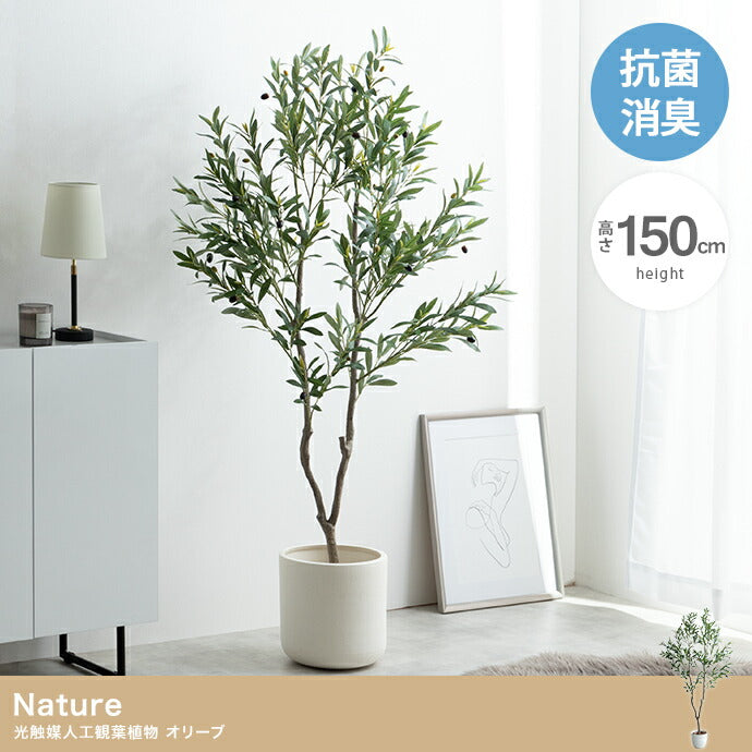 光触媒人工観葉植物 オリーブ 高さ150cm - 【公式】allecore(アレコレ) 家具インテリア・生活雑貨のオンライン通販