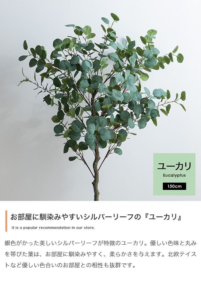 光触媒人工観葉植物 ユーカリ 高さ150cm