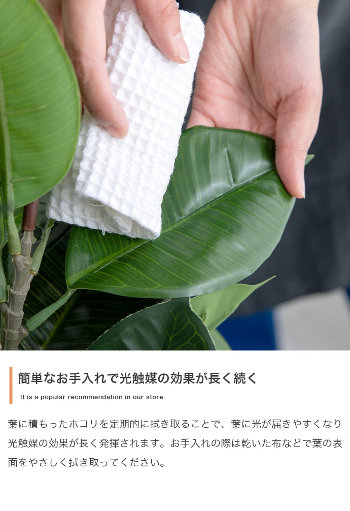 光触媒人工観葉植物 ユーカリ 高さ150cm