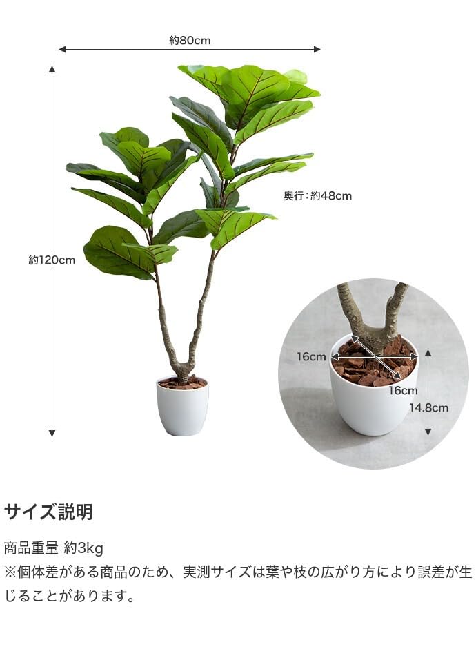 観葉植物 リラータ カシワバゴムの木 グリーン