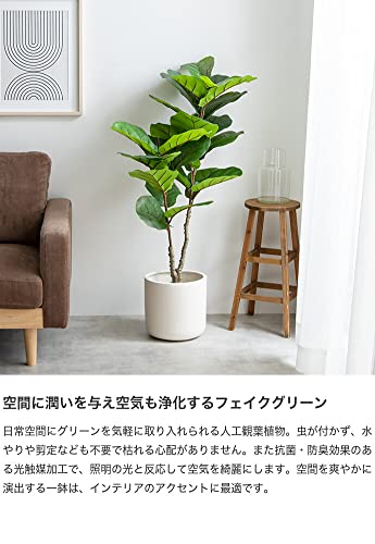 観葉植物 リラータ カシワバゴムの木 グリーン