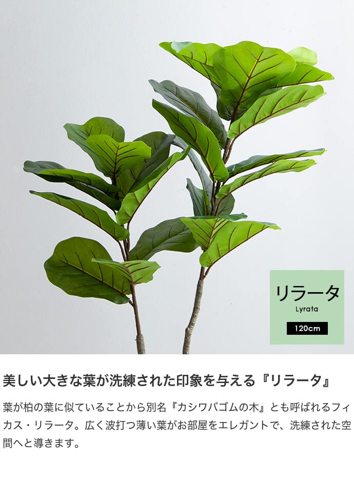 観葉植物 リラータ カシワバゴムの木 グリーン