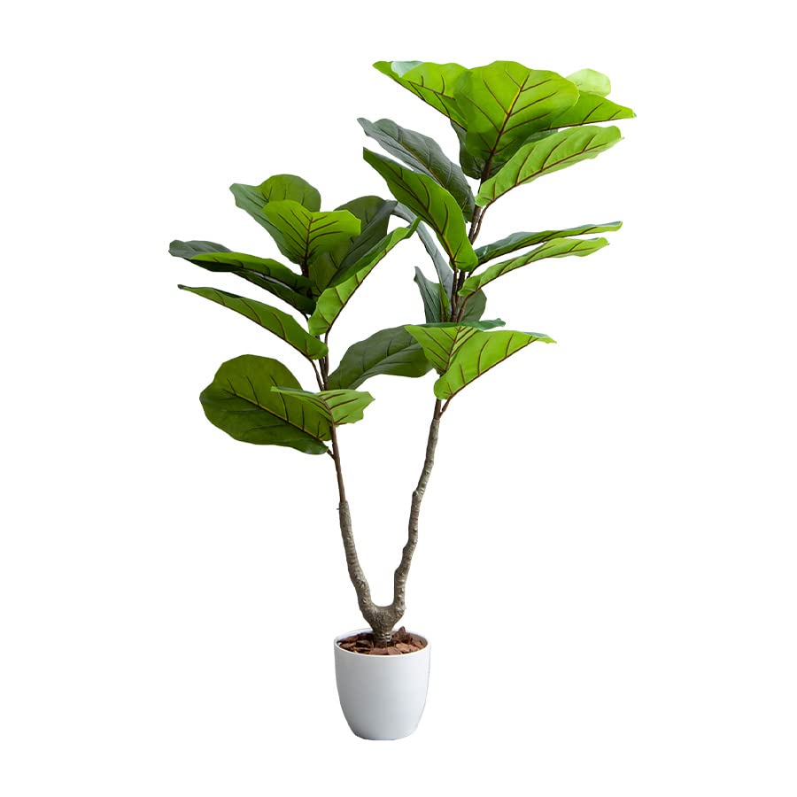 観葉植物 リラータ カシワバゴムの木 グリーン