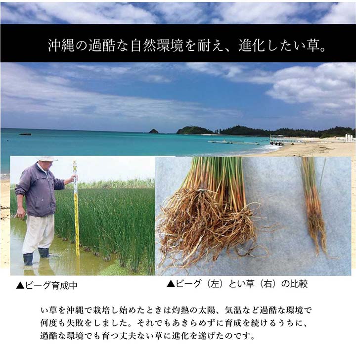 ラグマット 正方形 い草 夏用 沖縄ビーグ 191×191cm 送料無料