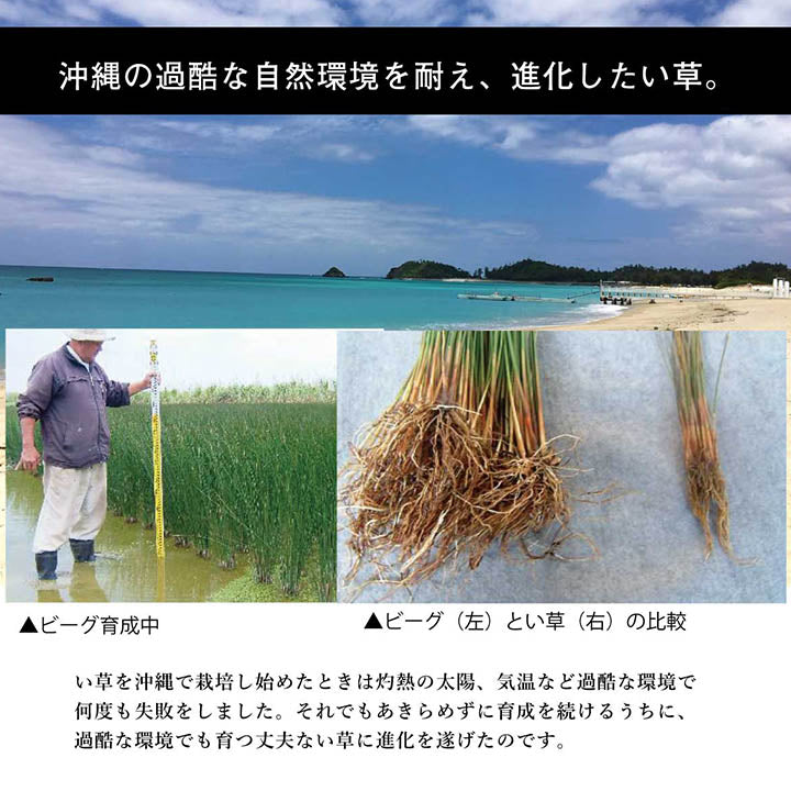 日本製 国産 純国産 沖縄ビーグ ラグ い草 約191×191cm (裏:不織布
