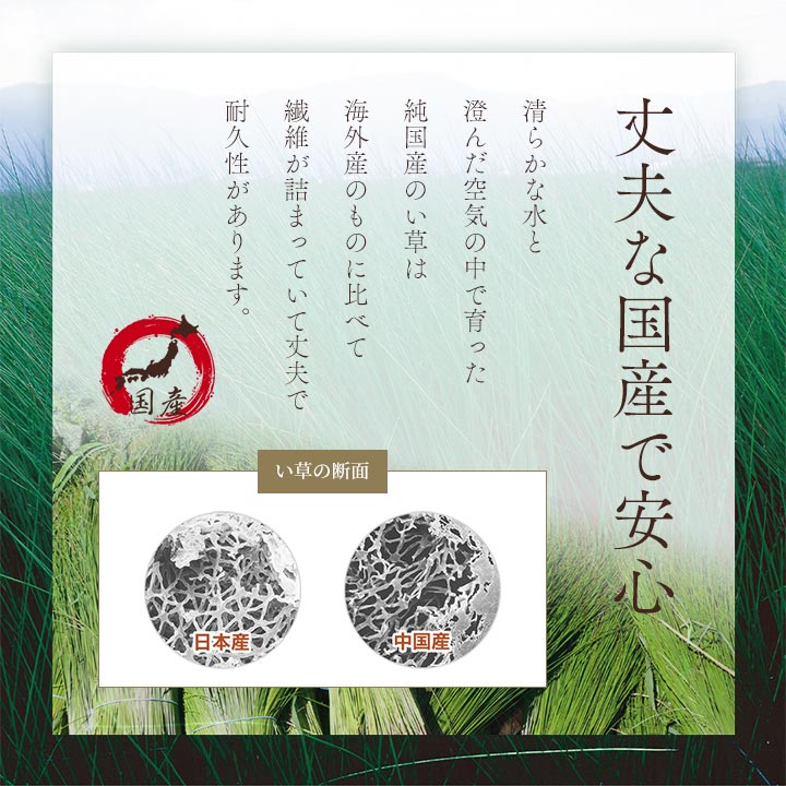 座布団 い草座布団 日本製 抗菌防臭 消臭 湿度調整 蒸れにくい 涼しい モダン 無地 5枚組 55×55cm 送料無料